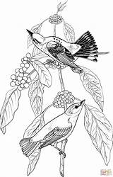Coloring Warbler Elderberry Pages Birds Tree Blue 1852 05kb sketch template