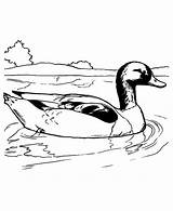 Duck Coloring Mallard Swimming Pages Color sketch template