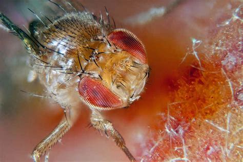 ‘hangry male fruit flies attack each other if they go without food