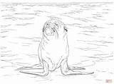 Seal Coloring Fur Pages Brown Main Animals Sea Skip Seals Drawing Categories Supercoloring sketch template