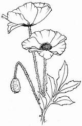 Poppy Flower Drawing Poppies Flowers Anzac Coloring Pages Drawings Draw Beccy Patterns Printable Colouring Color Place Stamps Line Fiori Digital sketch template