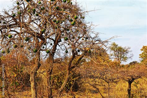 marula baum im mahangu park  namibia stock photo adobe stock