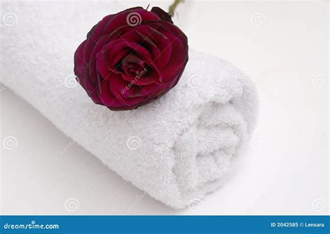 red rose spa stock afbeelding image  welzijn verwennen