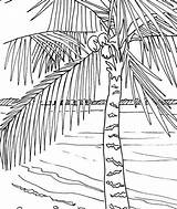 Palm Coconut Colouring Foglie Palmen Printable Disegni Strand Palme Beaches Palms Palma Colorare Malvorlagen Getdrawings sketch template