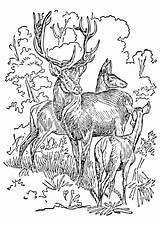 Stag Coloring Doe Drawing Pages Deer Reference Tattoo Animal Large Getdrawings Line Edupics sketch template