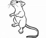 Mouse Rat Templates Cute Outline Drawing Template Rats Colouring Pages Cartoon Color Coloring Standing Kids Animal Crafts Getdrawings Angry Gif sketch template