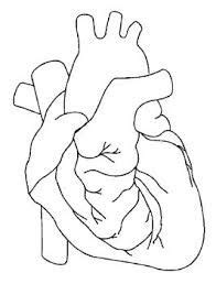 image result  anatomical heart art heart coloring pages coloring