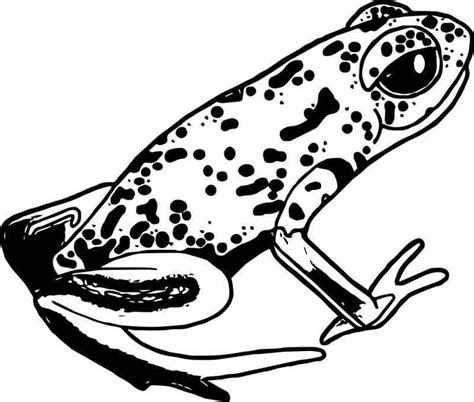 rainforest frog coloring page