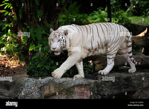 white bengal tiger panthera tigris tigris adult india asia stock