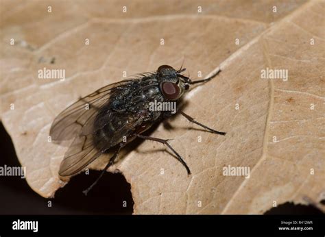 fly family muscidae stock photo alamy