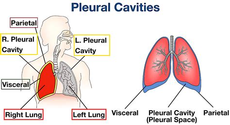 Body Cavities And Organs