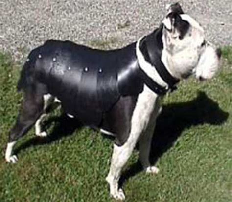 dog armor dog armor leather armor dogs
