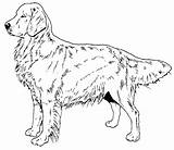 Retriever Puppy Malvorlagen Bestcoloringpagesforkids Erwachsene sketch template
