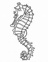 Seahorse Seaweed Colouring Morskie Koniki Kolorowanki Onto 1310 Fernanda Bustos García sketch template