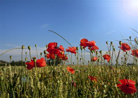무료 이미지 경치 자연 햇빛 목초지 대초원 봄 녹색 푸른 닫기 플로라 야생화 꽃들 뾰족한 꽃 클레치
