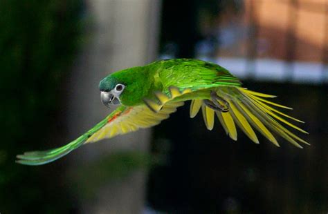 hahns macaw mini macaw pet  shop