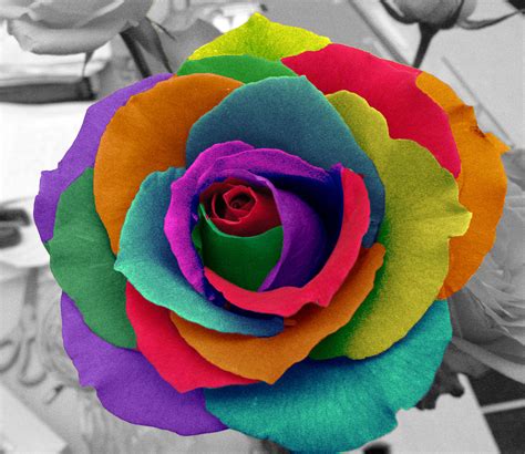 rainbow rose flowers photo  fanpop