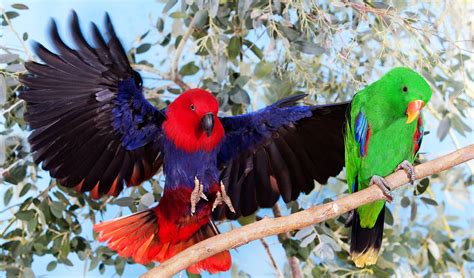 eclectus parrot  mind bendingly beautiful australian geographic