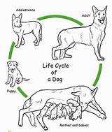 Cycle Life Dog Coloring Animal Kids Circle Grade Worksheets Cycles Color sketch template