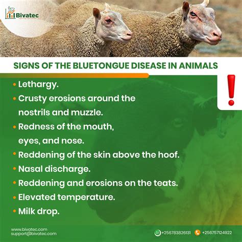 understanding bluetongue  leptospirosis disease  sheep  goats