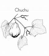 Chuchu sketch template