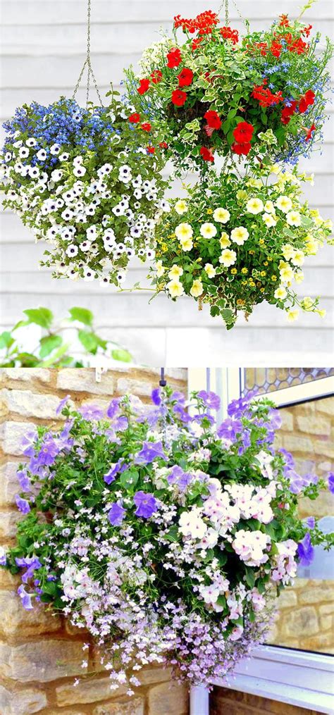 How To Plant Beautiful Flower Hanging Baskets And 20 Best