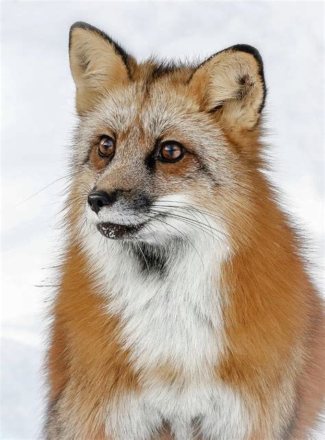 fox furry 42 images dodowallpaper