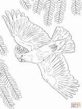 Coloring Cockatoo Major Pages Pink Mitchell Printable Drawing sketch template