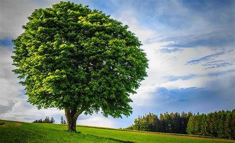 big tree lonely handsome  photo  pixabay