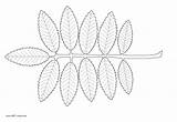 Rowan Tree Leaf Drawing Leaves Clip Getdrawings sketch template