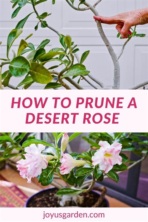 A Desert Rose Plant Is A Beautiful Flowering Plant Desert Rose Pruning