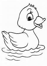 Pato Ducks Tulamama Colouring Colorear Arnab Cartoons Tareitas Hitam Putih sketch template