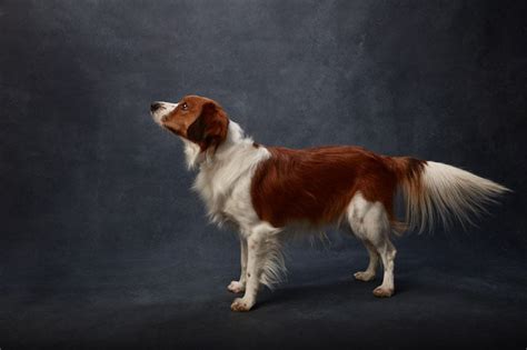 im   photograph  single dog breed petapixel