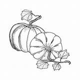 Coloring Pumpkin 30seconds Pumpkins sketch template