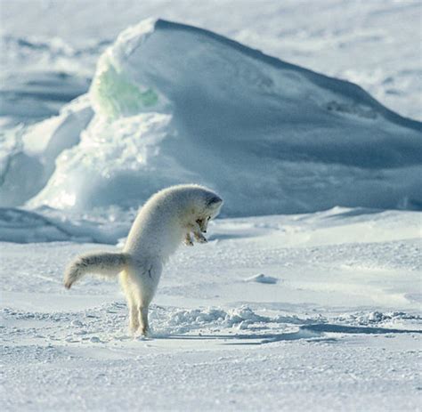 nordpol wie tiere  der arktis ueberleben welt