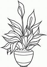 Kid Corn Lilies Clipartmag Succulent sketch template