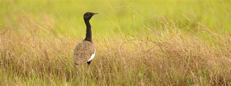 Bengal Florican Asian Species Action Partnership