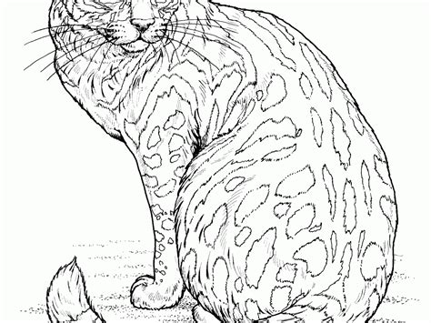 realistic cat drawing  getdrawings