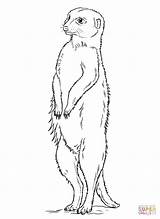 Meerkat Coloring Pages Standing Meerkats Printable Drawing Kids Line Animals sketch template