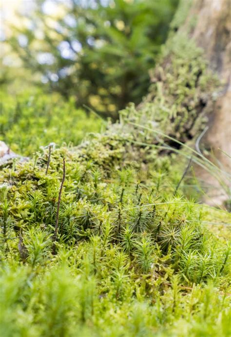 ground cover vegetation stock image image  plant