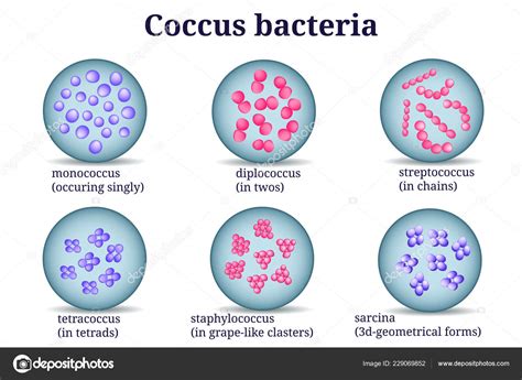 arrangements  coccus bacterial microorganism  petri dish stock vector  cairencreation