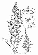 Gladiolus Flower Drawing Tattoo Colouring Flowers Coloring Tattoos Pages Line Sketches Explore Mane Cone Gucci Ice Cream Drawings Gladioli August sketch template