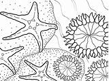 Coloring Anemone Sea Designlooter Anemones sketch template