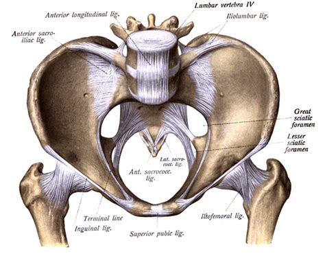 gluteal region posterior thigh  medical library