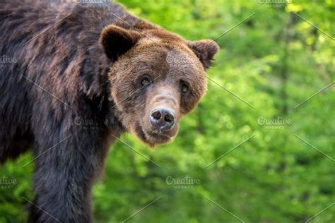 bear  dark background stock photo  bear  animal brown