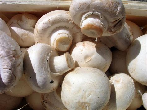 Identification Australian Mushrooms Edible Photos