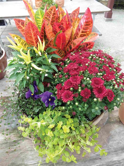 companion planting  mums fall container gardens container