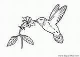 Oiseaux Colibri Picaflor Humming Hummingbird Oiseau Ko Albumdecoloriages Printablefreecoloring sketch template