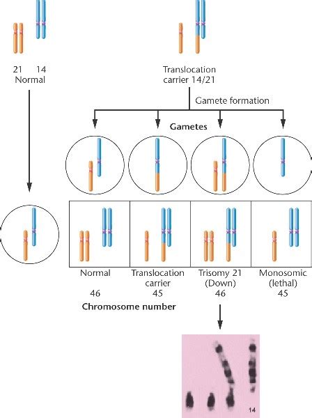 Chapter 8 Chromosome Mutations