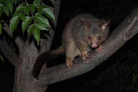 gabbling around australia a little bit of possum magic